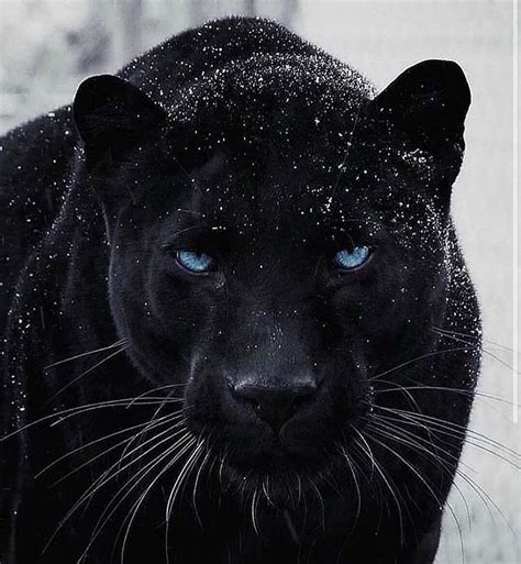 Pay Our Planet On Instagram “intense Stare Of The Elusive Black Panther 👀 Payourplanet