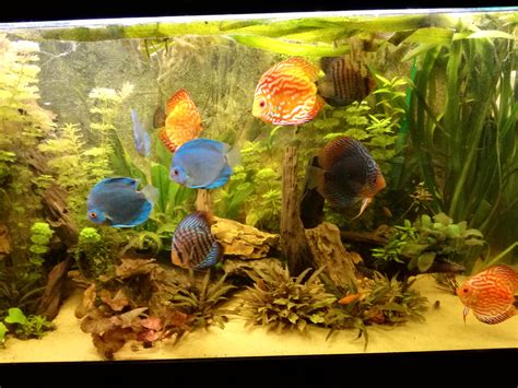 Discus And Aquarium At Charles Stepp Blog