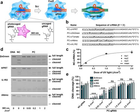 Light Induced Crispr Cas Mediated Target Dna Cleavage A Schematic