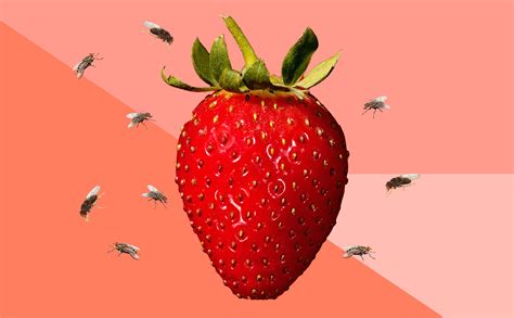 How to Get Rid of Fruit Flies and Gnats in Your House