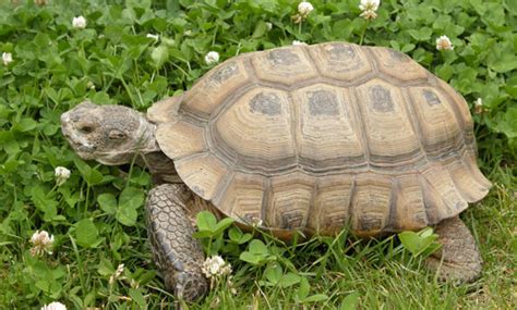 Desert Tortoise - San Francisco Zoo & Gardens