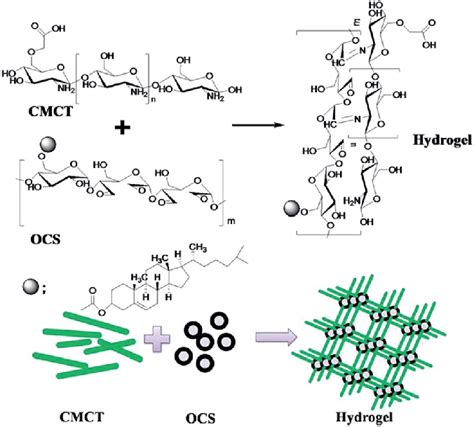 The Schematic Representation Of The Hydrogel Formation Process