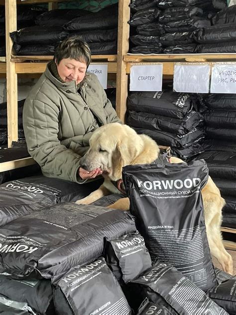 Корм для собак KORWOOD: отзывы, разбор состава, цена - ПетОбзор