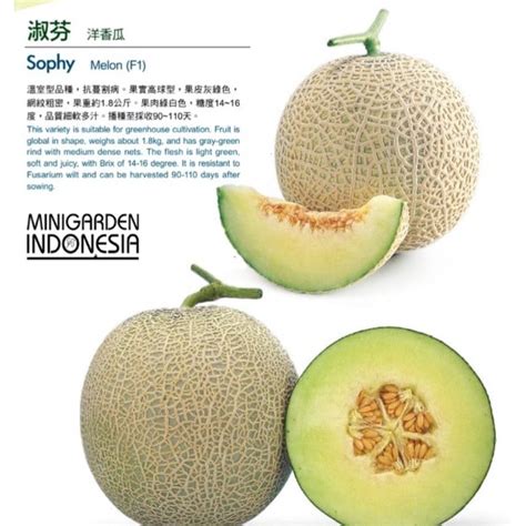 Jual Melon Sophy Gram Benih Biji Bibit Buah Melon Hijau Melon Jepang