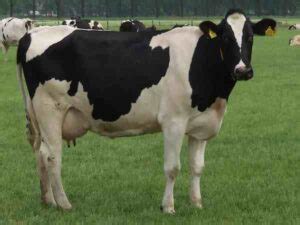 Maine-Anjou Cattle Characteristics & Uses Info