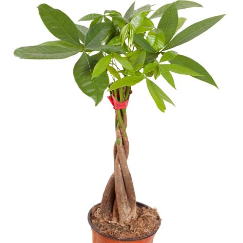 Growing A Money Tree Plant Thriftyfun