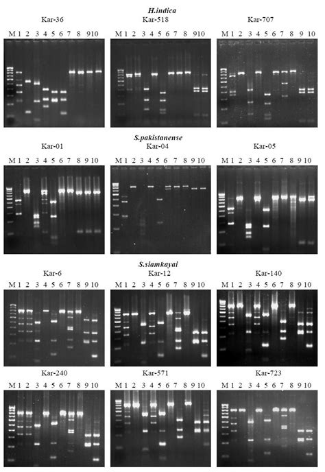 Agarose Gel Electrophoresis Banding Patterns Obtained From Restriction