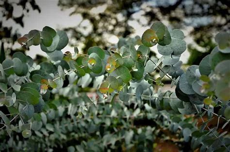 11 Different Varieties Of Eucalyptus Trees