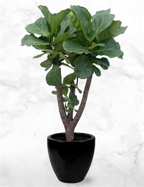 Ficus Lyrata Vertakt S Chicplants