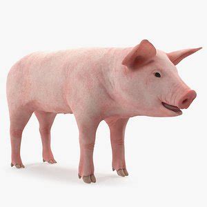 Pig Piglet Pietrain Walking 3D Model TurboSquid 1355771