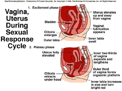 Components Of Human Sexuality