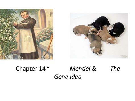 Ppt Chapter Mendel The Gene Idea Powerpoint Presentation Id