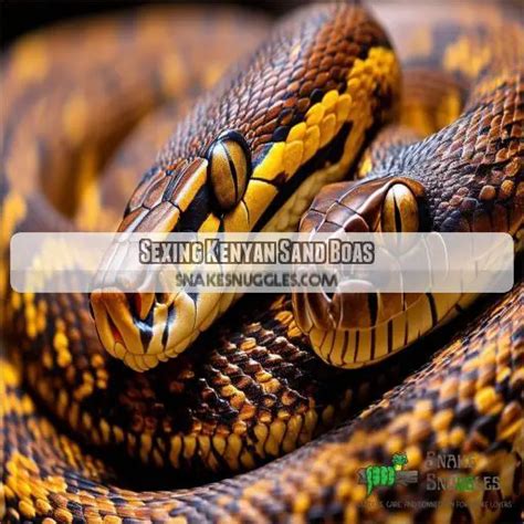 Kenyan Sand Boa Breeding Expert Tips For Successful Reptile Reproduction