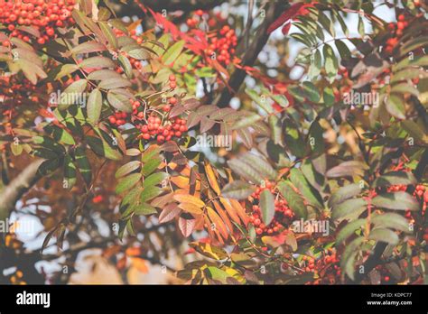 Bright Rowan Berries Autumn Fall Scene Beauty Nature Scene Trees And