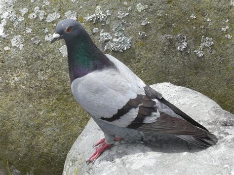 Rock Dove Bird Kabutar Pics Hd Wallpapers