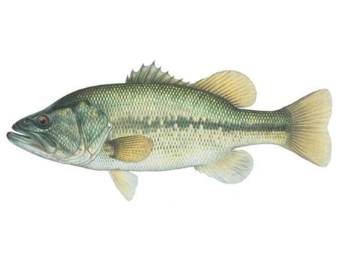 Largemouth bass - Alchetron, The Free Social Encyclopedia