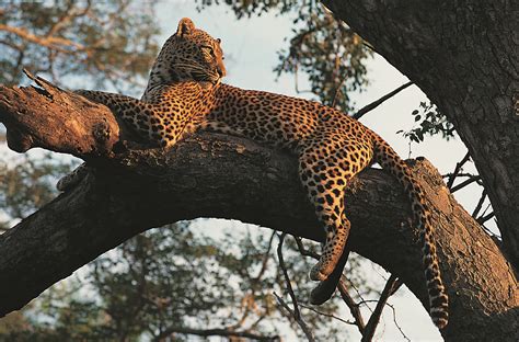 Africa’s Wildlife: June 18-July 1, 2025 – Alumni Travel Study