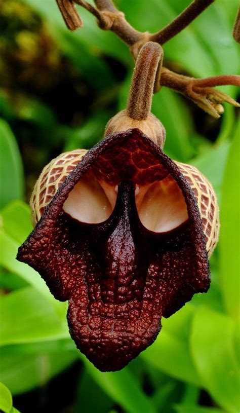 6 Uncanny Flowers That Look Like Skulls Balcony Garden Web