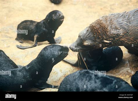 Female Cape Fur Seal Arctocephalus Pusillus Meeting With Her Cub On