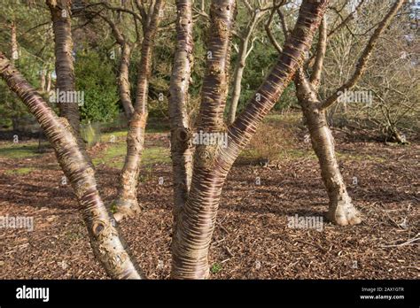 Winter Bark On The Trunk Of A Himalayan Cherry Tree Prunus Rufa In A