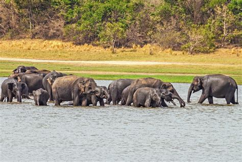 Top Wildlife Sanctuaries in Karnataka for the Wildlife Enthusiasts ...