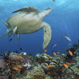 Anstieg Der Wassertemperatur Am Great Barrier Reef Droht Ein