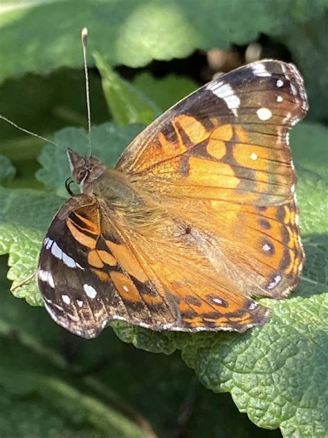 Visit Hocking Hills Butterfly Trail, Where Fun and Learning Never Stop • CompassOhio