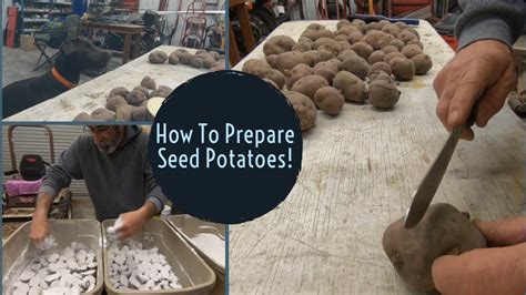 How To Prepare Seed Potatoes Before Planting Preparation Seeds Potatoes