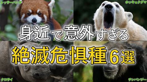 1日で100種類が絶滅！身近で意外すぎる「絶滅危惧種」6選を解説 Youtube