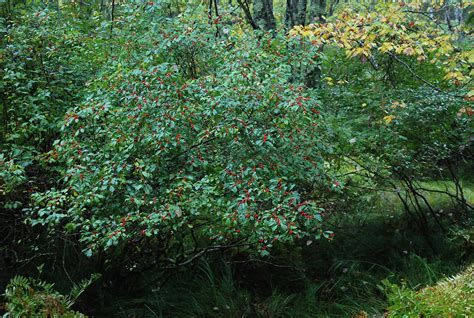 Ilex verticillata | Landscape Plants | Oregon State University