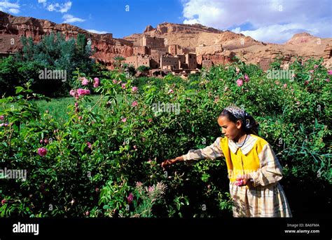 Morocco High Atlas Dades Valley Valley Of Roses Picking Of The