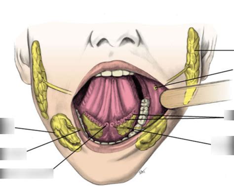 Major Salivary Glands Diagram Quizlet