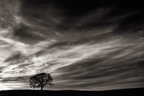 Oak At Sunset Viewpoint Photographic Art Center