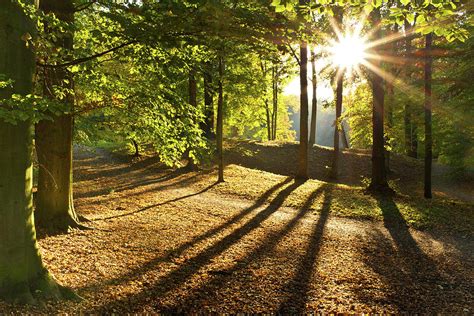 Landscape In The Forest In The Sunny Day Photograph By Vaclav Mach