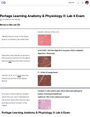 A P 2 Lab 6 Exam Review Pdf Upgrade Portage Learning Anatomy