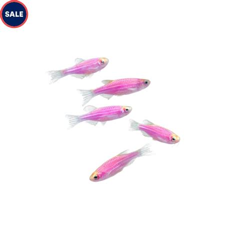 Galactic Purple Danio For Sale 5 Pack Petco