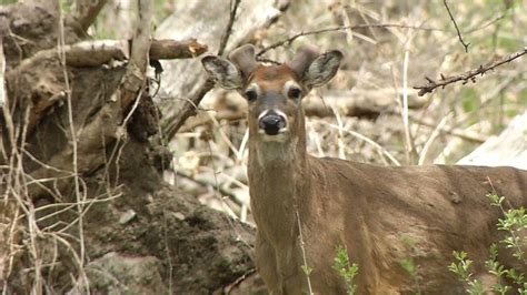 Dont Veer For Deer Efforts To Cut Back On Car Deer Collisions Youtube