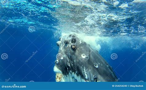 Close Up Humpback Whale Mother And Calf Underwater In Pacific Ocean