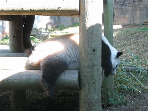 Mei Lan Zoo Atlanta Patty926 Flickr