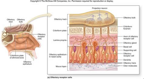 Sensory Organ - Nose (smell) - SSDS SCIENCE2014/5775