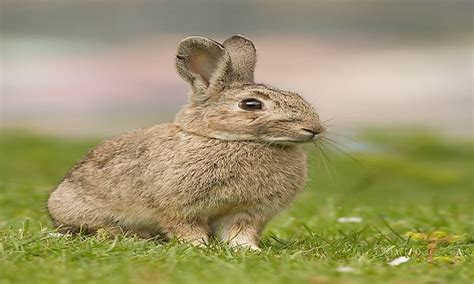 Invasive Species In Australia: Serious Threats To Australian Biodiversity - WorldAtlas.com