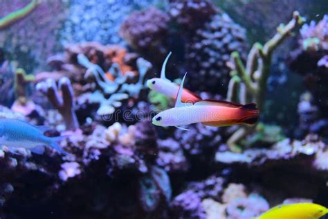 Fire Goby Fish stock photo. Image of magnifica, fresh - 6473222