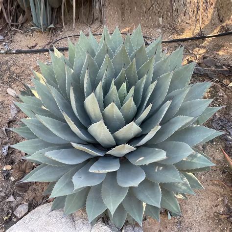 Agave Havardiana Big Bend Texas Agava Havard S Century Plant 5 Seeds