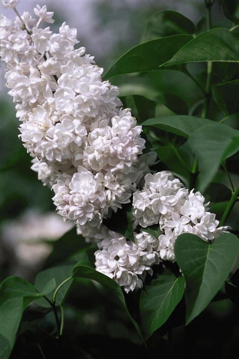 How To Plant And Care For Lilacs Hgtv