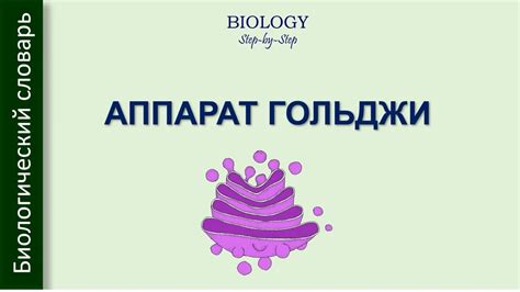 АППАРАТ ГОЛЬДЖИ - YouTube