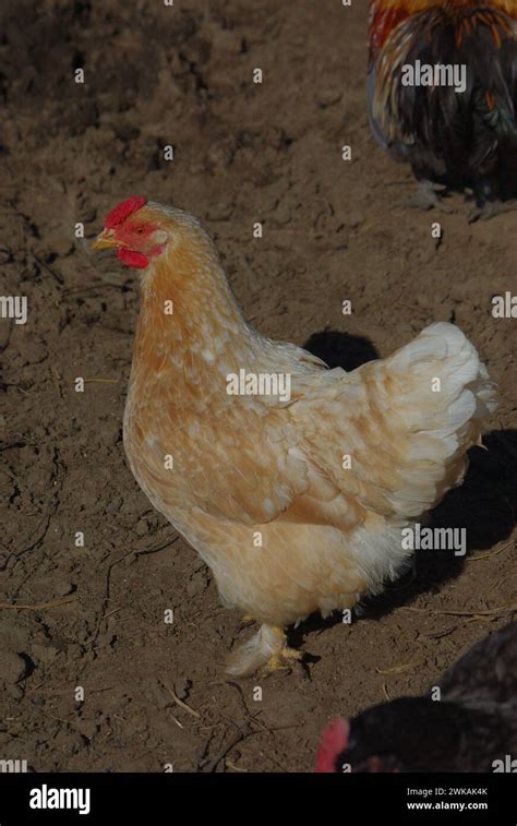 Female Of Isa Brown Chicken Gallus Gallus Domesticus Stock Photo Alamy