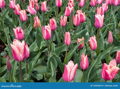 Flores Cor De Rosa Das Tulipas Que Florescem Em Um Jardim Foto De Stock