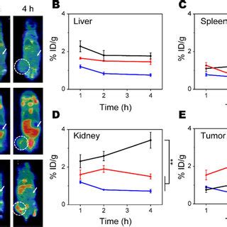 Pet Ct Imaging Of T Tumor Bearing Mice Using Zr Labeled Auncs A