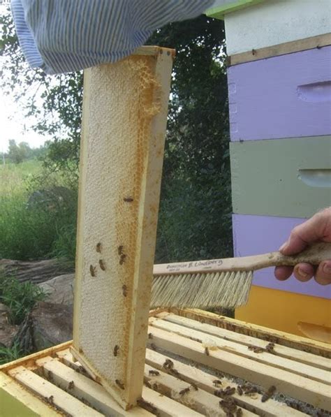 The Bee Journal: The Wonderful History of Honey Extraction