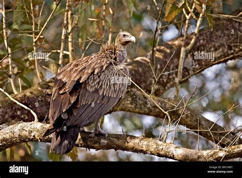 Slender Billed Vulture Gyps Tenuirostris In Kaziranga National Park In